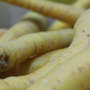 tuberi
