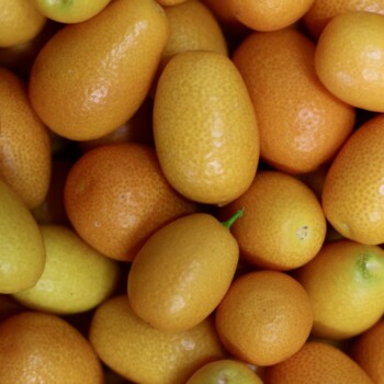 frutta fresca ingrosso