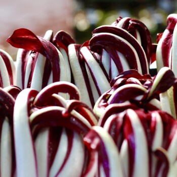radicchio