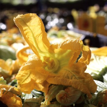 fiori di zucca